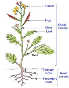 parts of a plant for class 3