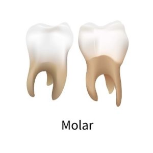 Molar teeth
