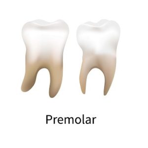 Premolar teeth