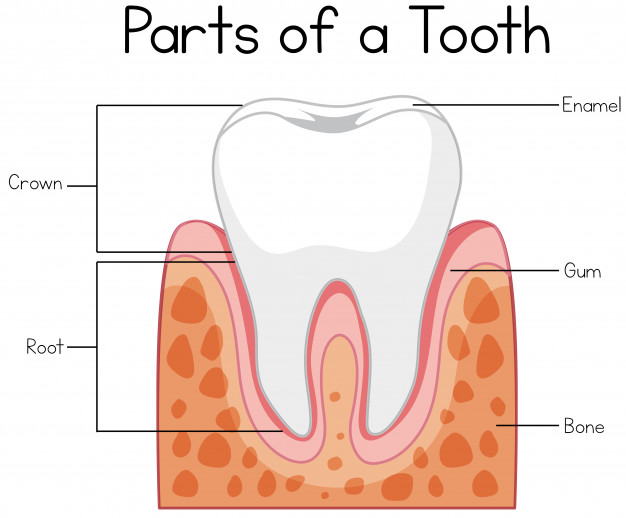 Science Test - Teeth and Microbes [Class 4]