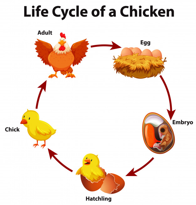 Life Cycle of Chicken